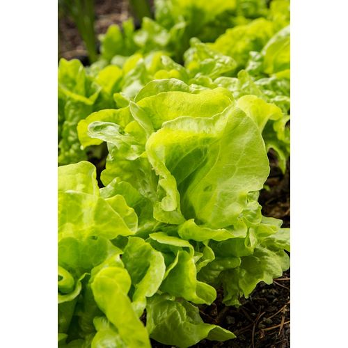 Horton, Janet 아티스트의 Issaquah-Washington State-USA Tom Thumb lettuce plants작품입니다.
